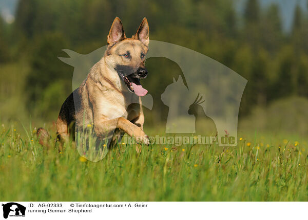 running German Shepherd / AG-02333