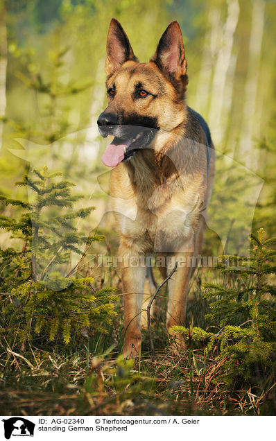 stehender Deutscher Schferhund / standing German Shepherd / AG-02340
