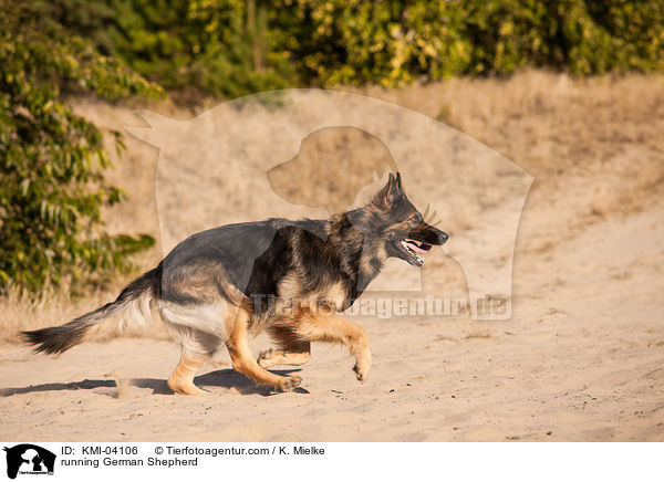 running German Shepherd / KMI-04106