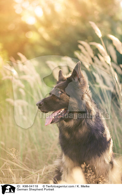 German Shepherd Portrait / KMI-04118