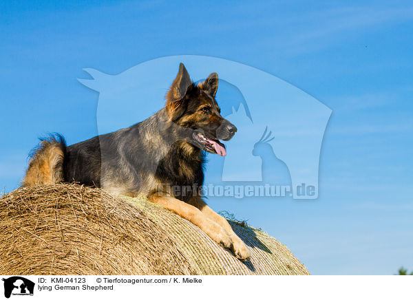 lying German Shepherd / KMI-04123