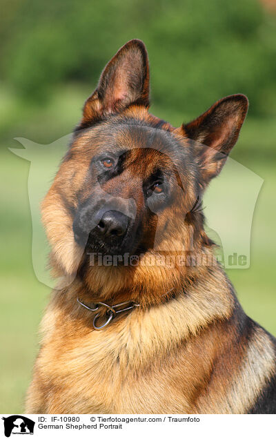 German Shepherd Portrait / IF-10980