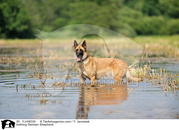 badender Deutscher Schferhund / bathing German Shepherd / YJ-08539