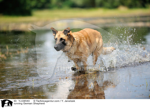 rennender Deutscher Schferhund / running German Shepherd / YJ-08540