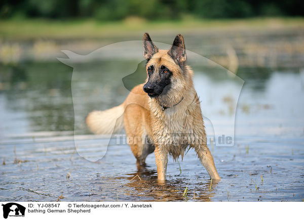 badender Deutscher Schferhund / bathing German Shepherd / YJ-08547