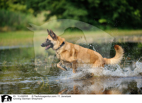 rennender Deutscher Schferhund / running German Shepherd / YJ-08555