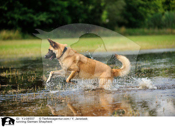 rennender Deutscher Schferhund / running German Shepherd / YJ-08557