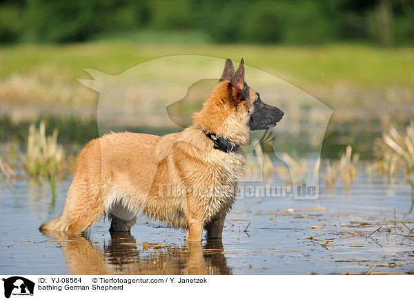 badender Deutscher Schferhund / bathing German Shepherd / YJ-08564