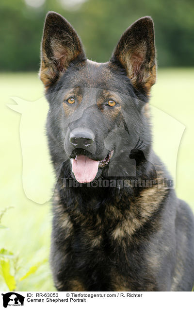 Deutscher Schferhund Portrait / German Shepherd Portrait / RR-63053