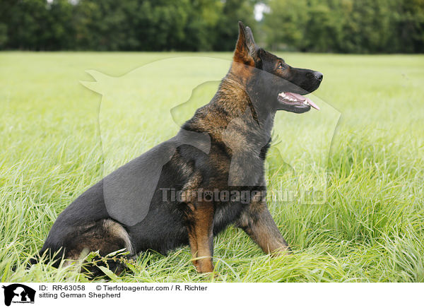 sitting German Shepherd / RR-63058