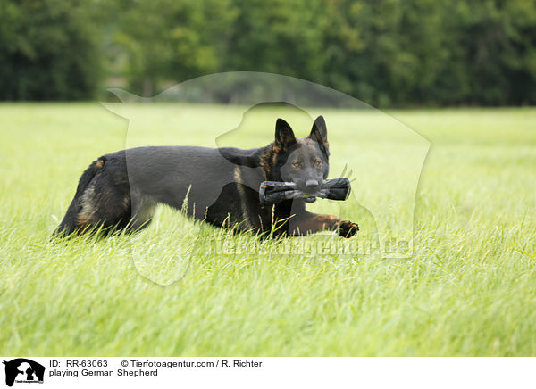 spielender Deutscher Schferhund / playing German Shepherd / RR-63063