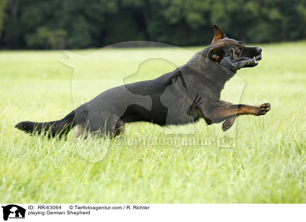 spielender Deutscher Schferhund / playing German Shepherd / RR-63064