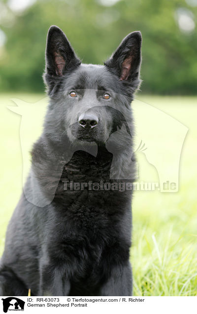 Deutscher Schferhund Portrait / German Shepherd Portrait / RR-63073