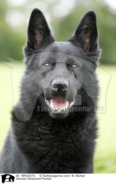 Deutscher Schferhund Portrait / German Shepherd Portrait / RR-63074