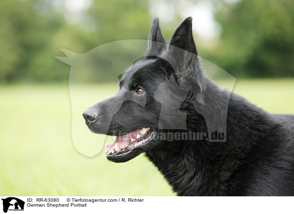 Deutscher Schferhund Portrait / German Shepherd Portrait / RR-63080