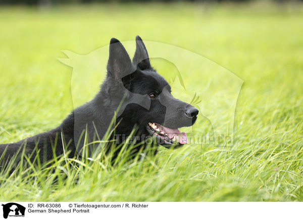Deutscher Schferhund Portrait / German Shepherd Portrait / RR-63086