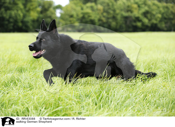 laufender Deutscher Schferhund / walking German Shepherd / RR-63088