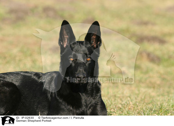Deutscher Schferhund Portrait / German Shepherd Portrait / IP-02630