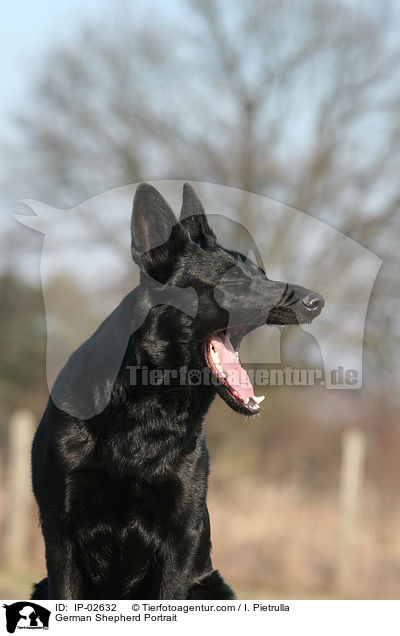 Deutscher Schferhund Portrait / German Shepherd Portrait / IP-02632