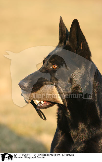 Deutscher Schferhund Portrait / German Shepherd Portrait / IP-02644