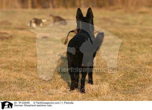 Deutscher Schferhund beobachtet Katzen / German Shepherd watches cats / IP-02646