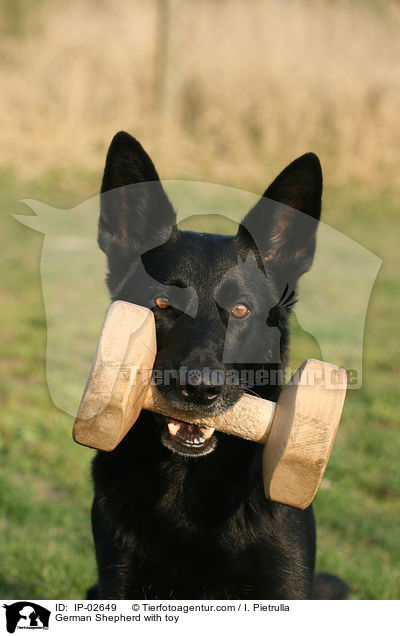 Deutscher Schferhund mit Bringholz / German Shepherd with toy / IP-02649