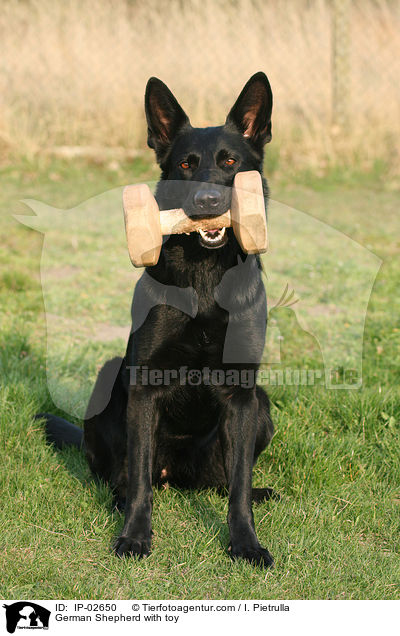Deutscher Schferhund mit Bringholz / German Shepherd with toy / IP-02650