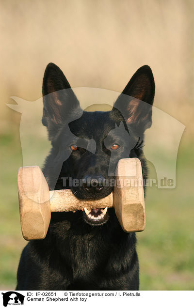 Deutscher Schferhund mit Bringholz / German Shepherd with toy / IP-02651