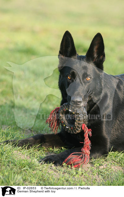 Deutscher Schferhund mit Spielzeug / German Shepherd with toy / IP-02653