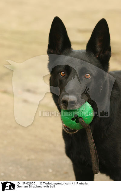 Deutscher Schferhund mit Ball / German Shepherd with ball / IP-02655