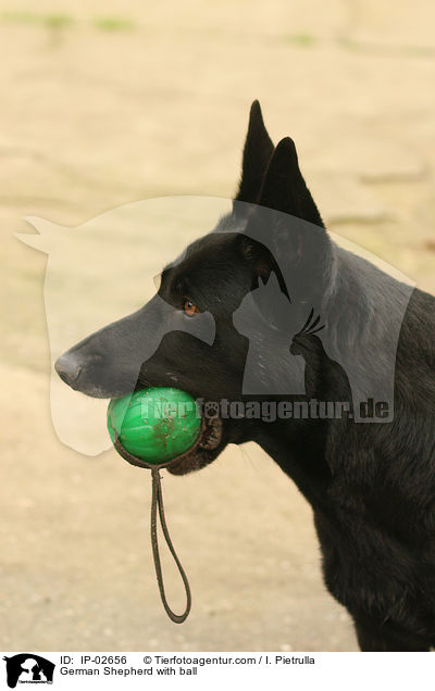 Deutscher Schferhund mit Ball / German Shepherd with ball / IP-02656