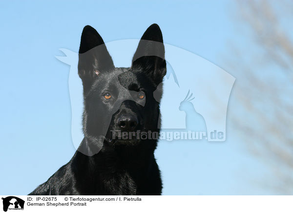 Deutscher Schferhund Portrait / German Shepherd Portrait / IP-02675