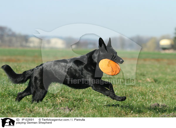 spielender Deutscher Schferhund / playing German Shepherd / IP-02691