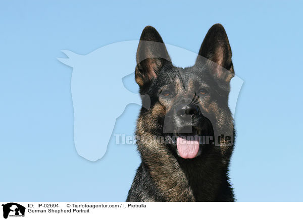 Deutscher Schferhund Portrait / German Shepherd Portrait / IP-02694