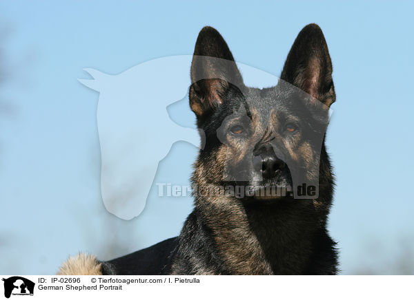 Deutscher Schferhund Portrait / German Shepherd Portrait / IP-02696
