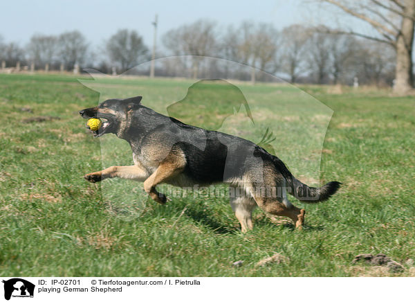 spielender Deutscher Schferhund / playing German Shepherd / IP-02701