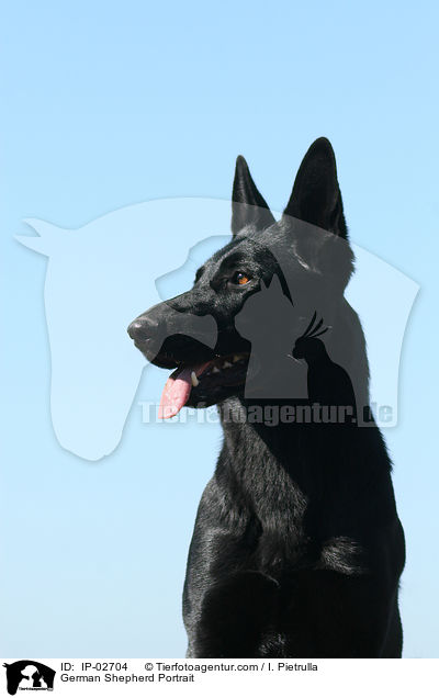 Deutscher Schferhund Portrait / German Shepherd Portrait / IP-02704