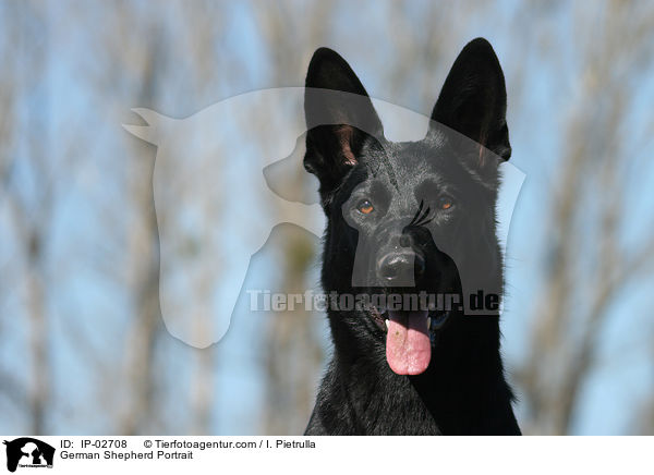 Deutscher Schferhund Portrait / German Shepherd Portrait / IP-02708