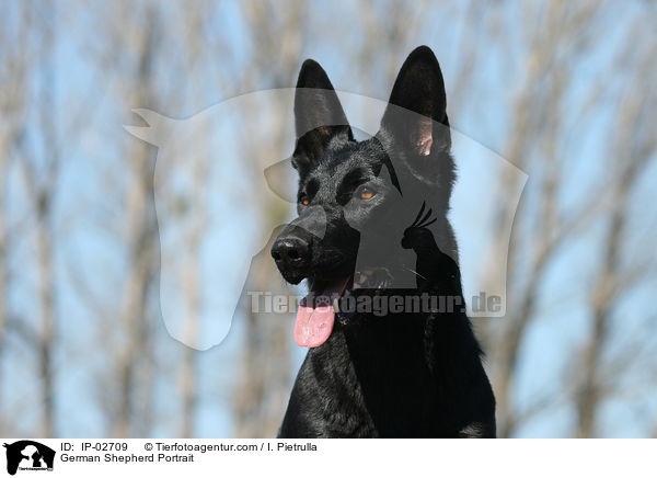 Deutscher Schferhund Portrait / German Shepherd Portrait / IP-02709