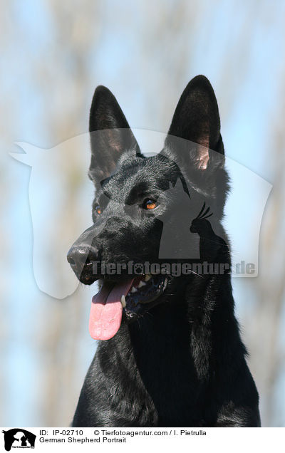 Deutscher Schferhund Portrait / German Shepherd Portrait / IP-02710