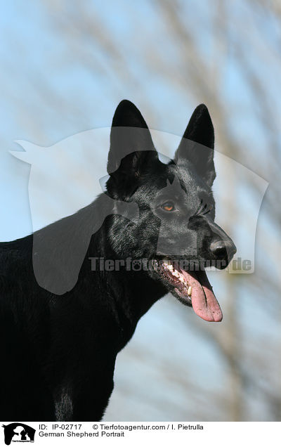 Deutscher Schferhund Portrait / German Shepherd Portrait / IP-02717