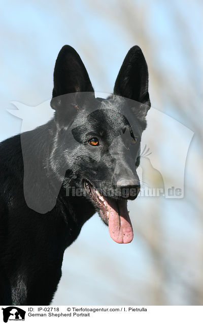 Deutscher Schferhund Portrait / German Shepherd Portrait / IP-02718