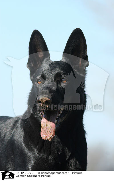 Deutscher Schferhund Portrait / German Shepherd Portrait / IP-02722