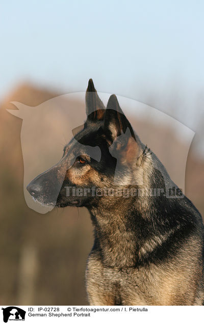 Deutscher Schferhund Portrait / German Shepherd Portrait / IP-02728