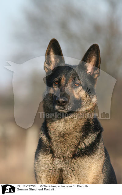 Deutscher Schferhund Portrait / German Shepherd Portrait / IP-02730