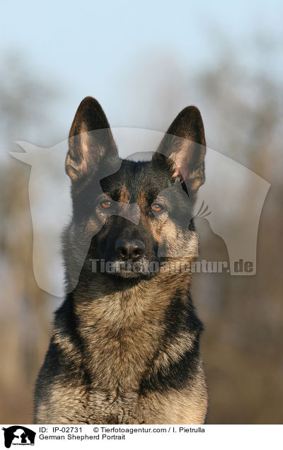 Deutscher Schferhund Portrait / German Shepherd Portrait / IP-02731