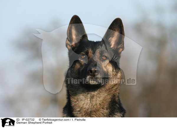 Deutscher Schferhund Portrait / German Shepherd Portrait / IP-02732