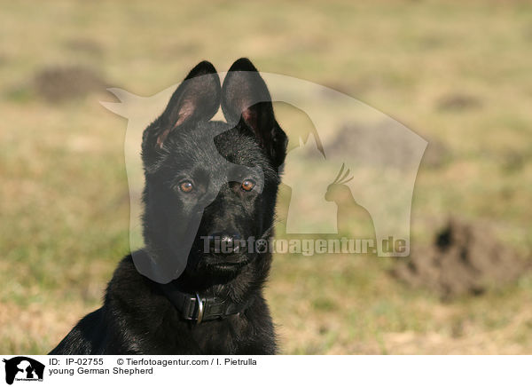 junger Deutscher Schferhund / young German Shepherd / IP-02755