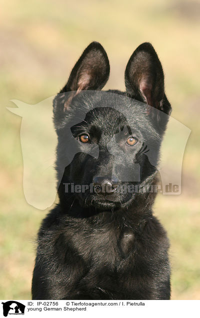 junger Deutscher Schferhund / young German Shepherd / IP-02756