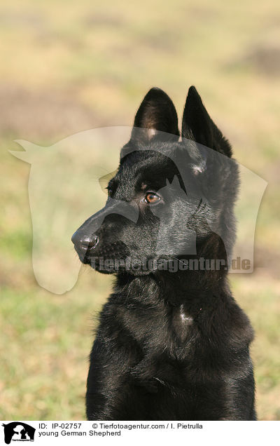 junger Deutscher Schferhund / young German Shepherd / IP-02757